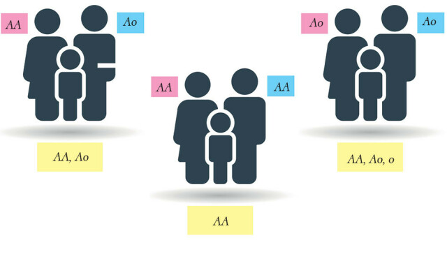 BEGGE FORELDRE HAR BLODTYPE A: Barnet (gul) kan likevel ende opp med blodtype 0. Illustrasjon: Lommelegen/Shutterstock BEGGE FORELDRE HAR BLODTYPE A: Barnet (gul) kan likevel ende opp med blodtype 0. Illustrasjon: Lommelegen/Shutterstock
